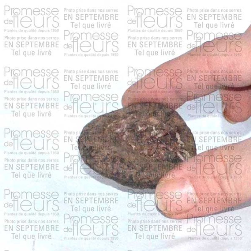 Example of Cyclamen persicum - Zimmer-Alpenveilchen Zwiebel size I as you get