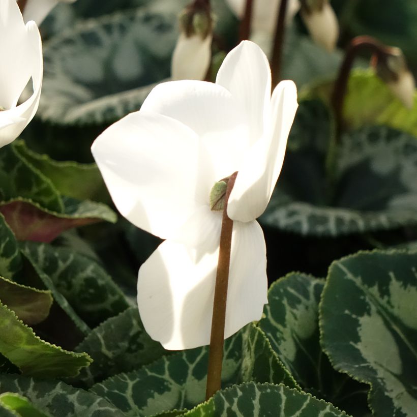 Weißer Cyclamen Persicum - Zimmer-Alpenveilchen (Blüte)