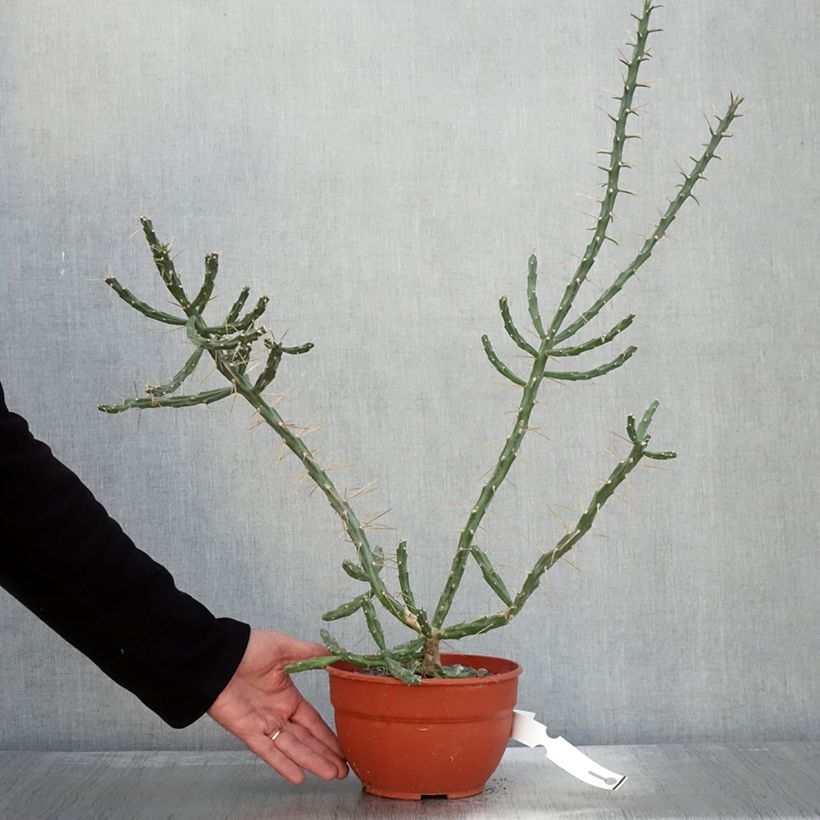 Example of Cylindropuntia kleiniae Topf mit 2L/3L as you get in automne