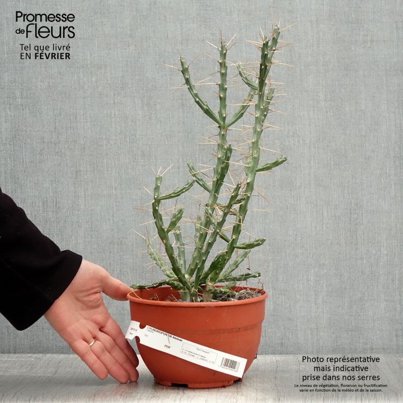 Exemplar von Cylindropuntia kleiniae Topf mit 2L/3L wie im Winter geliefert