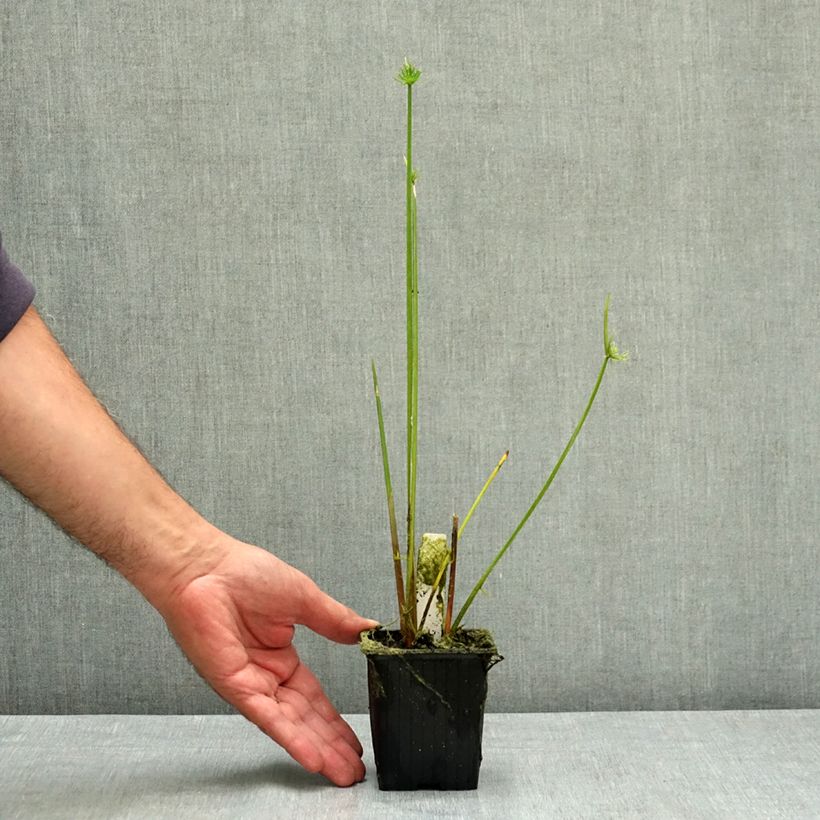 Exemplar von Cyperus haspan - Zwergpapyrus Kleine Töpfe von 8/9 cm wie im Sommer geliefert