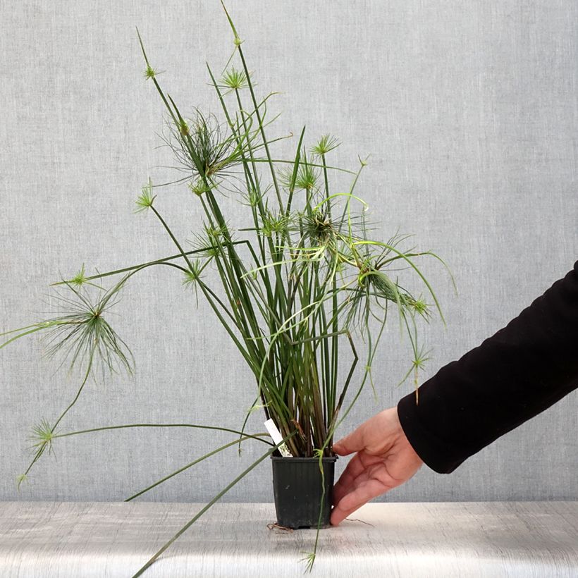 Example of Cyperus haspan - Zwergpapyrus Kleine Töpfe von 8/9 cm as you get in printemps