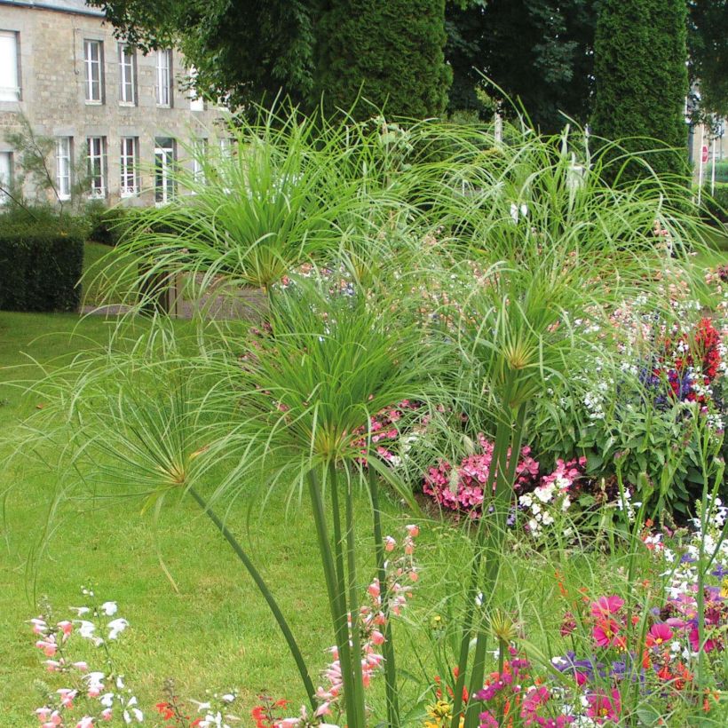 Cyperus papyrus Akhenaton - Papyrusstaude (Plant habit)
