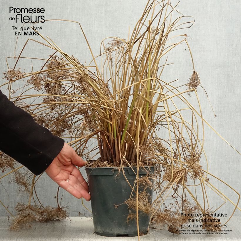 Exemplar von Cyperus papyrus Cleopatra - Papyrusstaude Topf mit 3L/4L wie im Frühjahr geliefert