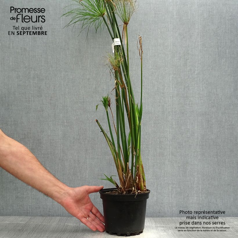 Example of Cyperus papyrus - Papyrusstaude Topf mit 2L/3L as you get in automne