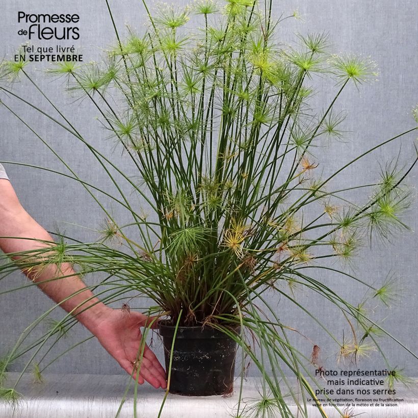Example of Cyperus prolifer - Zypergras Topf mit 3L/4L as you get in automne