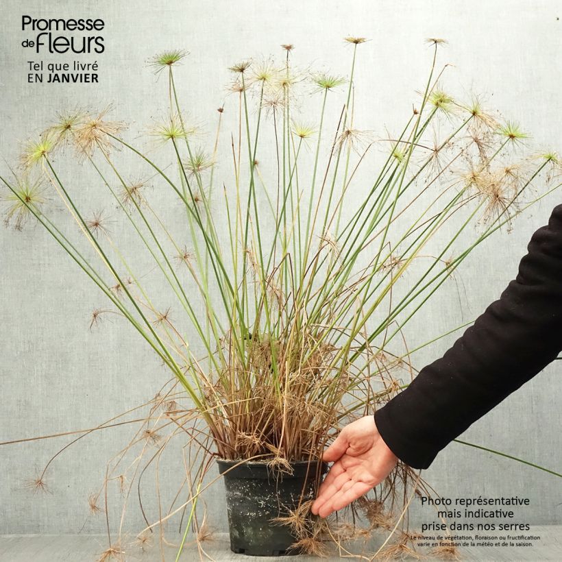 Exemplar von Cyperus prolifer - Zypergras Topf mit 3L/4L wie im Winter geliefert