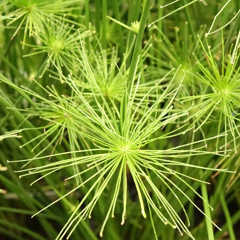 Cyperus prolifer - Zypergras (Flowering)