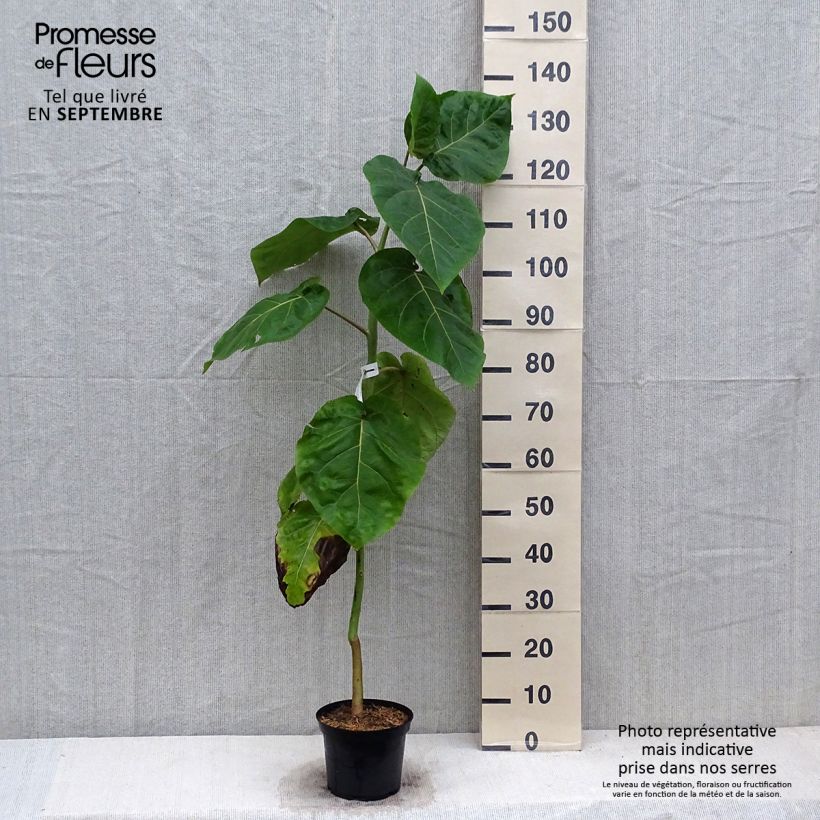 Example of Baumtomate Red - Cyphomandra betacea Topf mit 3L/4L as you get in automne