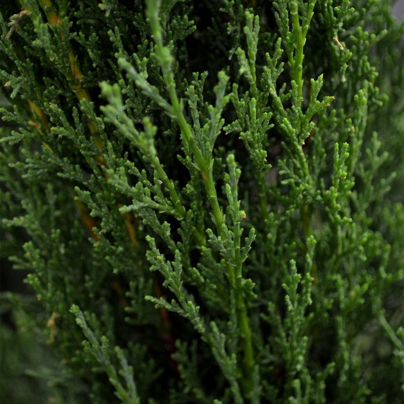 Cupressus sempervirens var. stricta Totem - Echte-Zypresse (Laub)
