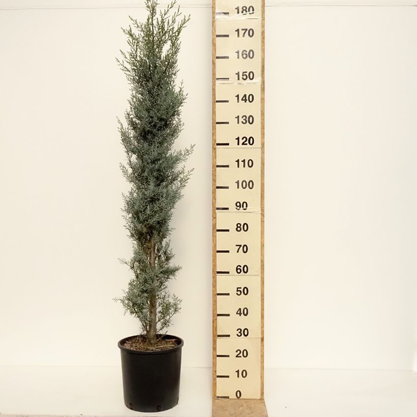 Example of Cupressus arizonica Fastigiata - Rauhe Arizona-Zypresse Topf mit 18L/20L as you get in automne