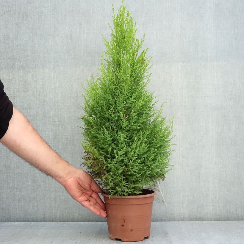 Exemplar von Cupressus macrocarpa Wilma - Monterey-Zypresse Topf mit 2L/3L wie im Sommer geliefert