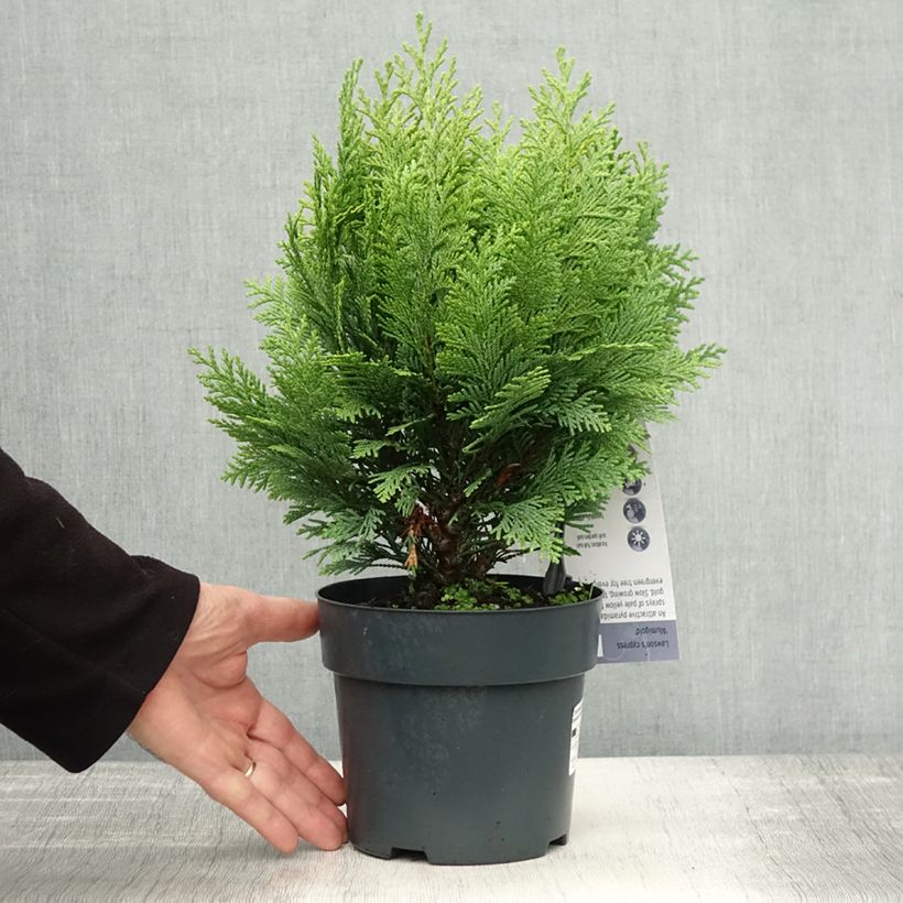 Example of Chamaecyparis lawsoniana Alumigold Topf mit 2L/3L as you get in automne