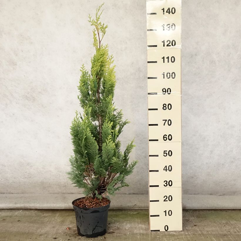 Example of Chamaecyparis lawsoniana Alumigold Topf mit 7,5L/10L as you get in ete