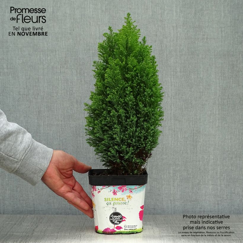 Example of Chamaecyparis lawsoniana Elwood's Gold Topf mit 2L/3L as you get in automne