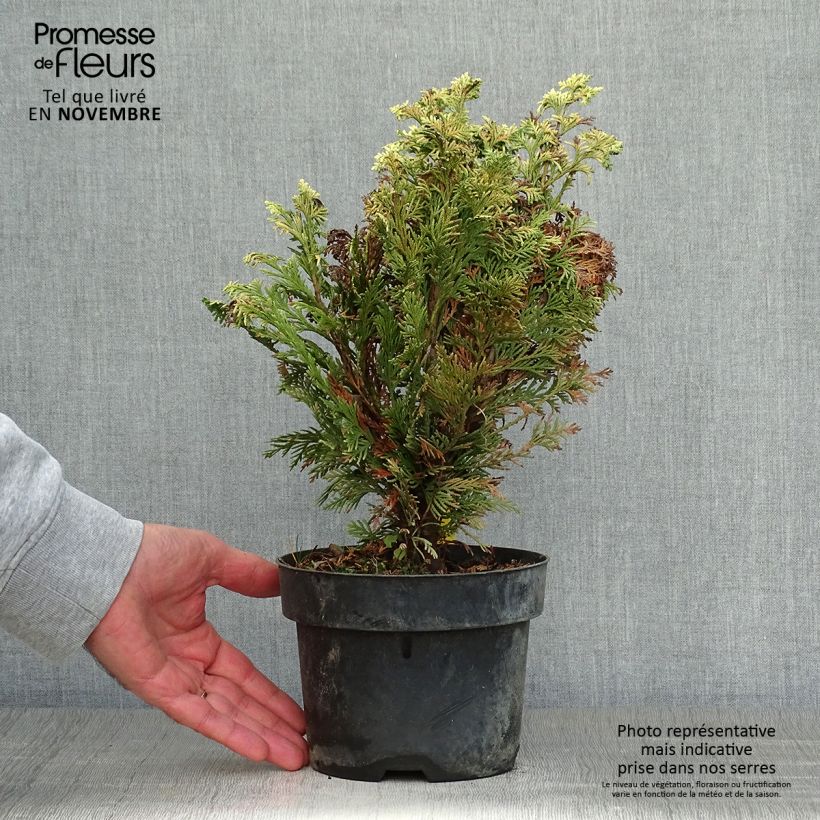 Example of Chamaecyparis lawsoniana Pygmaea Argentea Topf mit 2L/3L as you get in automne