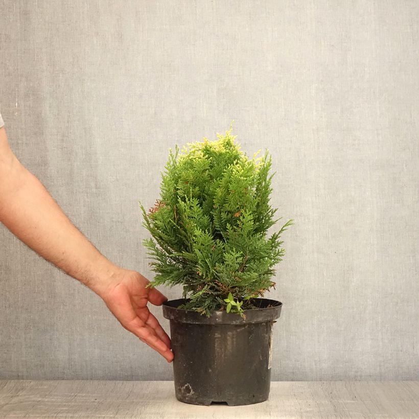 Exemplar von Chamaecyparis lawsoniana Pygmaea Argentea Topf mit 4L/5L wie im Sommer geliefert
