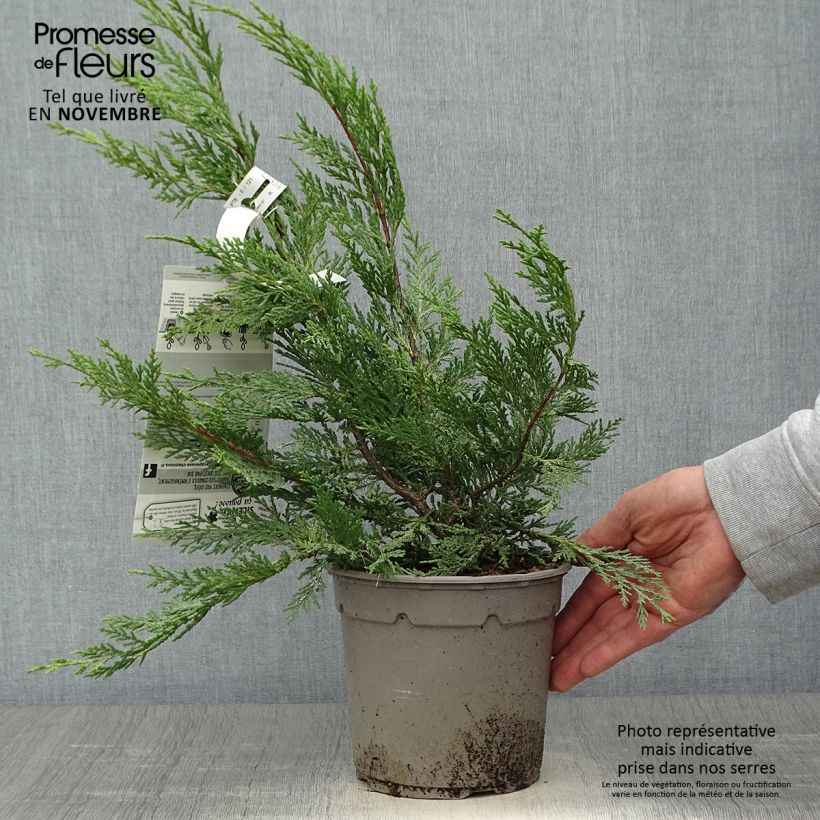Example of Cupressocyparis leylandii Excalibur Gold - Leyland-Zypresse Topf mit 2L/3L as you get in automne