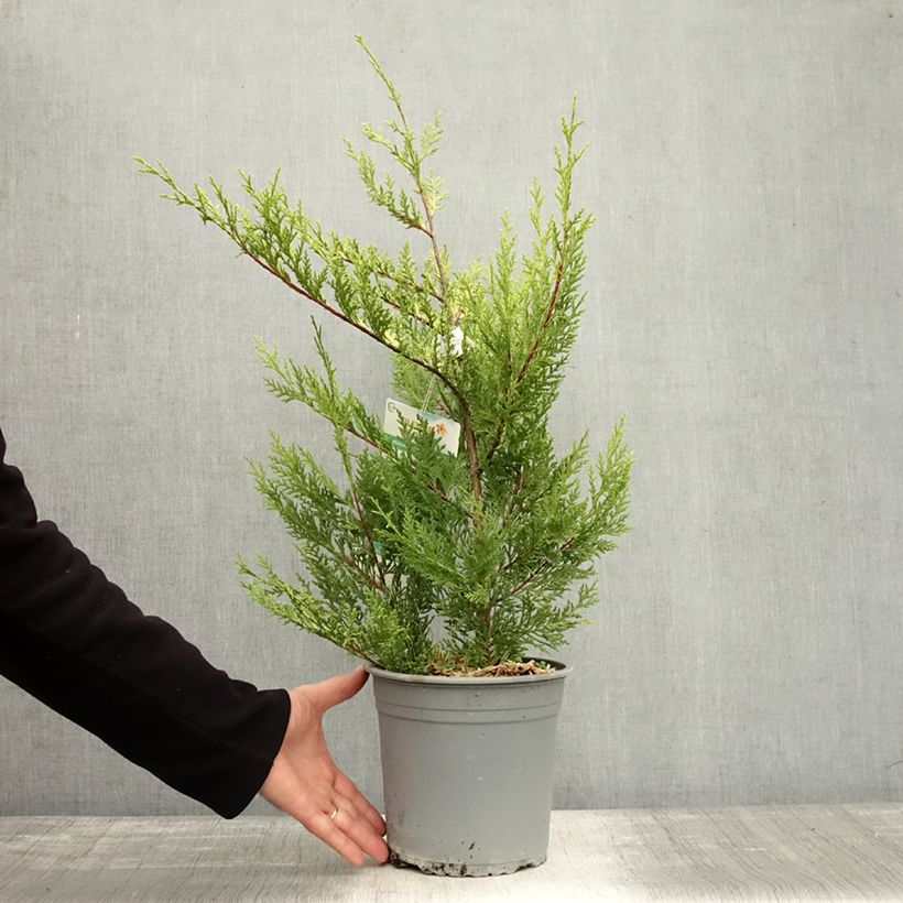 Example of Cupressocyparis leylandii Excalibur Gold - Leyland-Zypresse Topf mit 4L/5L as you get in automne