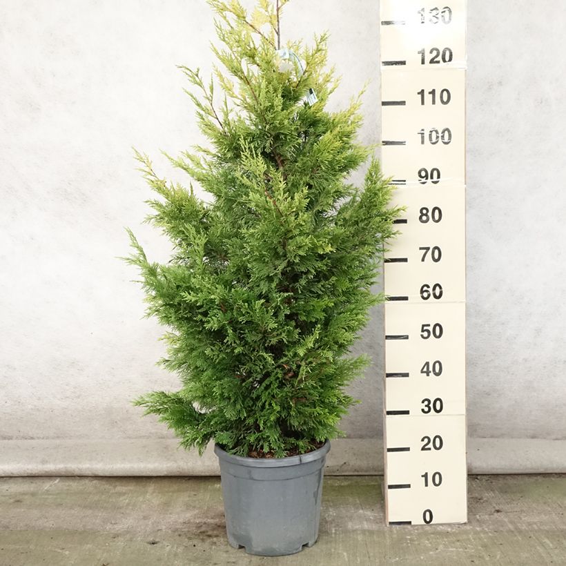 Example of Cupressocyparis leylandii Gold Rider - Leyland-Zypresse Topf mit 6L/7L as you get in ete