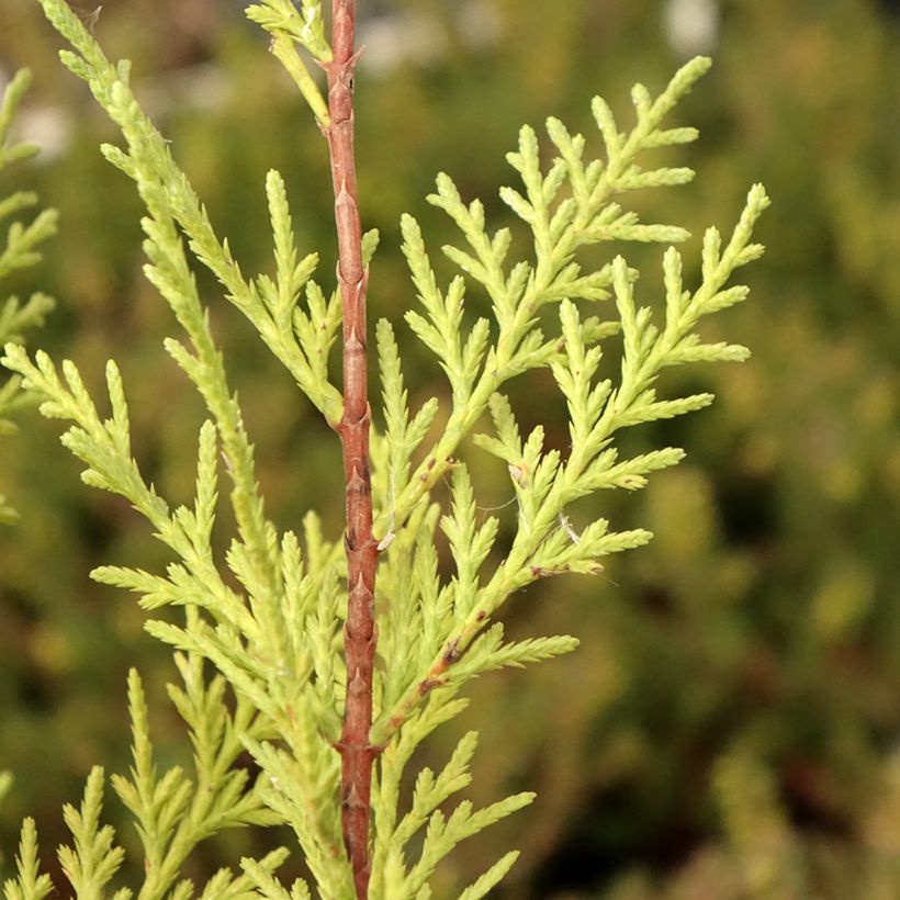 Cupressocyparis leylandii Oger - Leyland-Zypresse (Foliage)