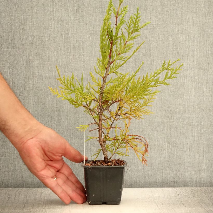 Exemplar von Cupressocyparis leylandii Oger - Leyland-Zypresse Kleine Töpfe von 8/9 cm wie im Sommer geliefert