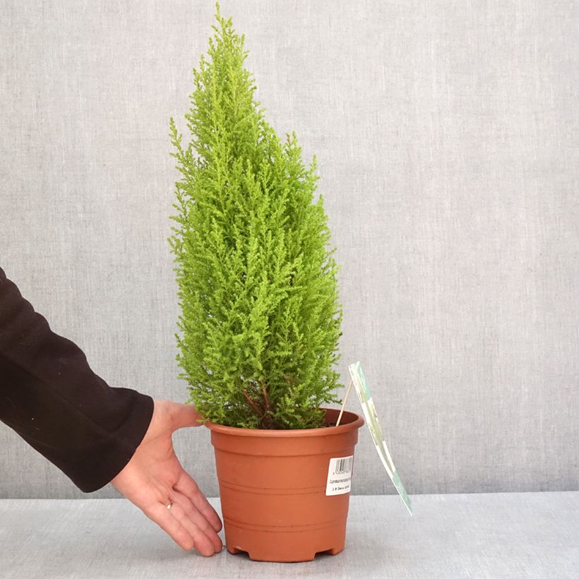 Example of Cupressus macrocarpa Wilma - Monterey-Zypresse Topf mit 2L/3L as you get in hiver