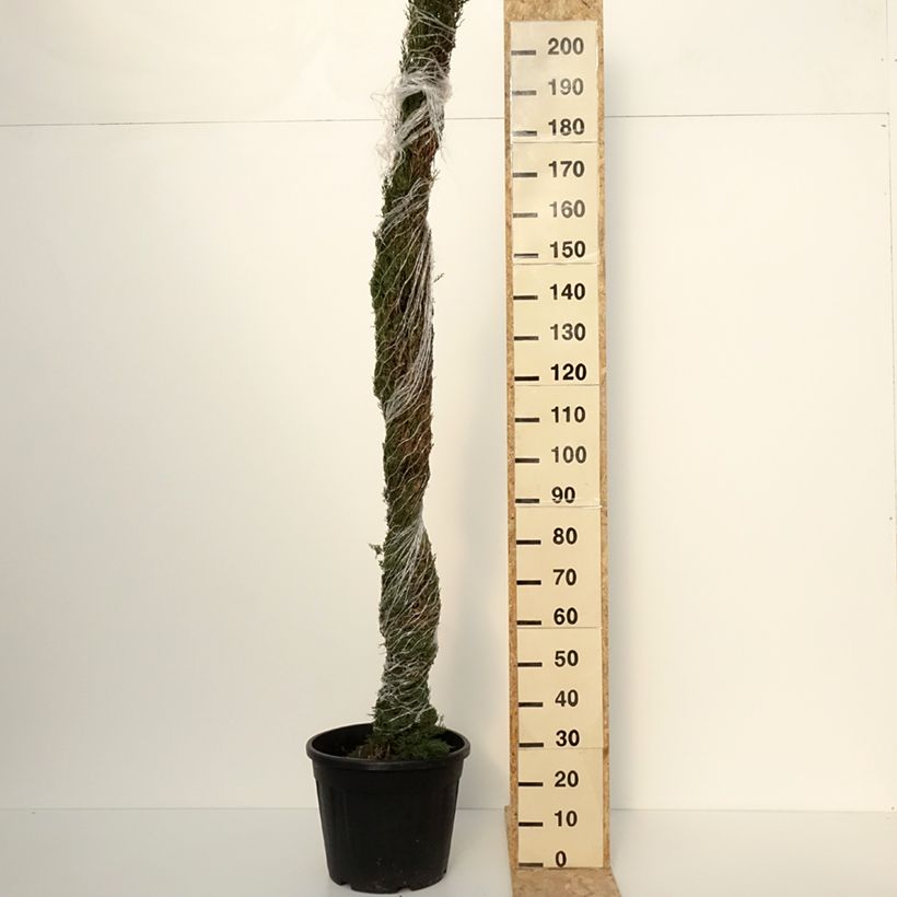 Example of Cupressus sempervirens var. stricta Pyramidalis - Echte-Zypresse Topf mit 30L/35L as you get in automne
