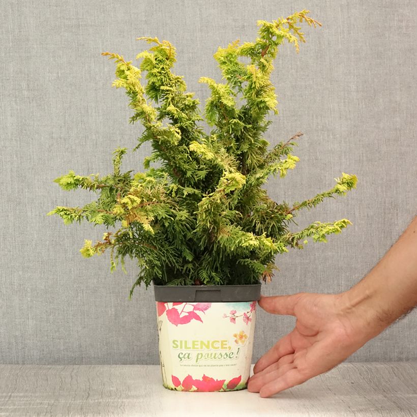 Exemplar von Chamaecyparis obtusa Fernspray Gold Topf mit 2L/3L wie im Sommer geliefert