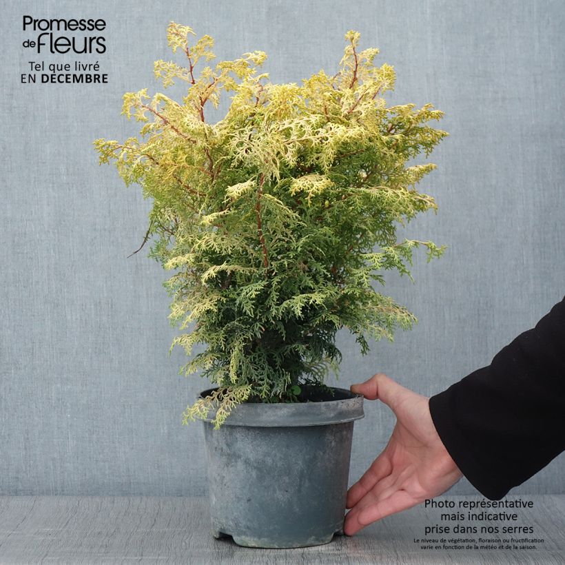 Example of Chamaecyparis obtusa Lucas Topf mit 2L/3L as you get in automne