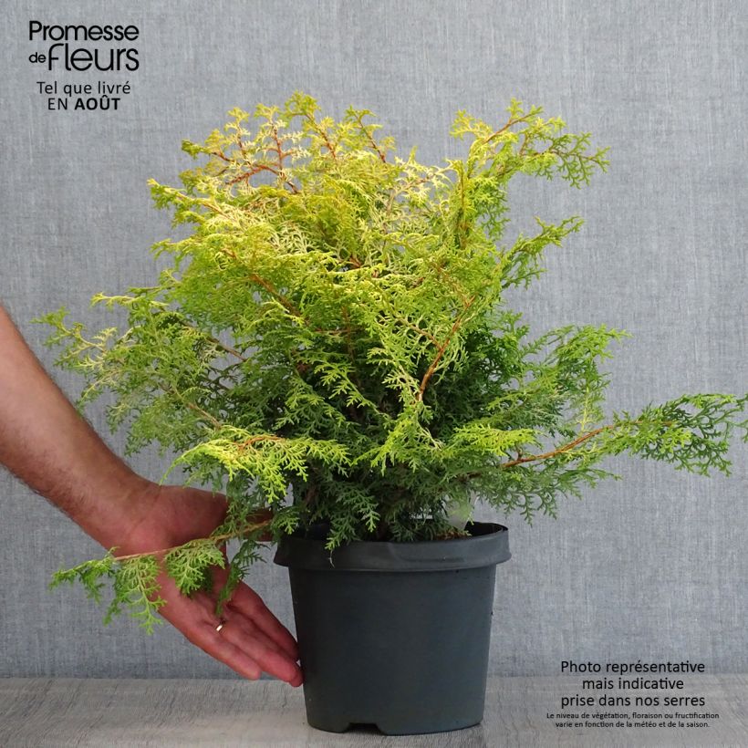 Exemplar von Chamaecyparis obtusa Lucas Topf mit 2L/3L wie im Sommer geliefert
