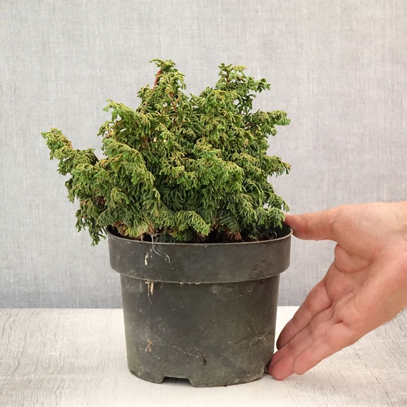 Exemplar von Chamaecyparis obtusa Maureen Topf mit 2L/3L wie im Sommer geliefert