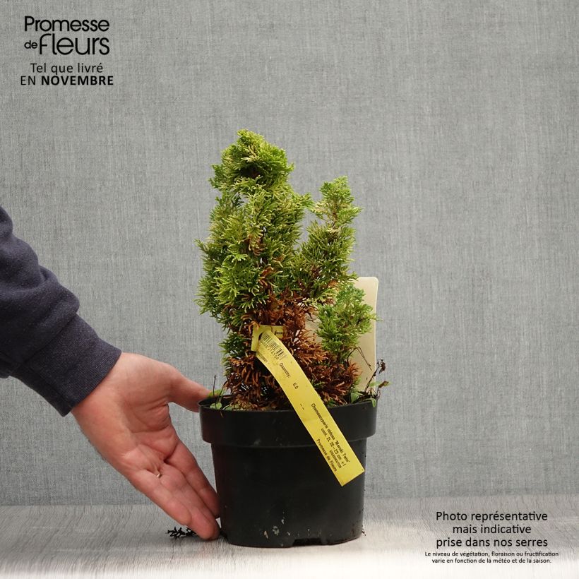 Example of Chamaecyparis obtusa Meroki Twin Topf mit 2L/3L as you get in automne