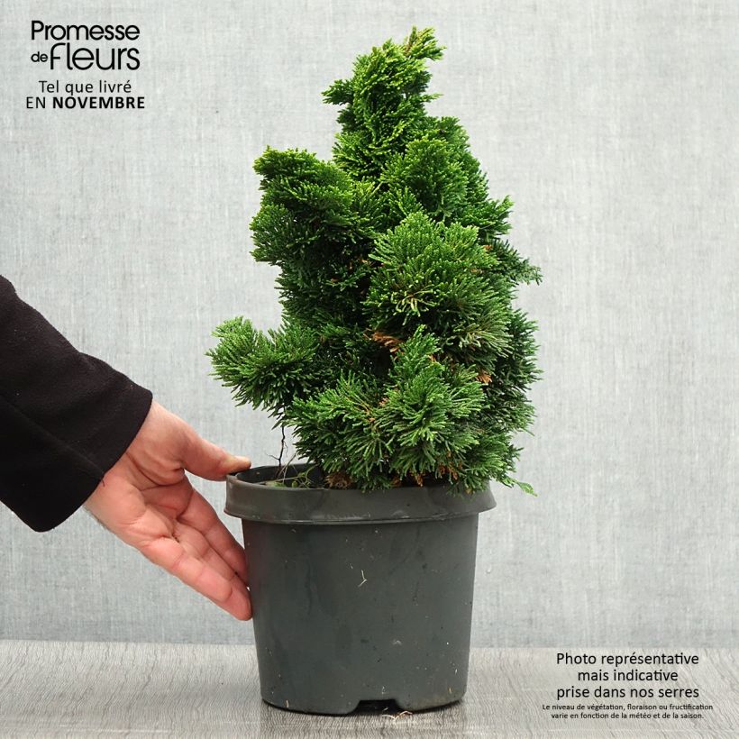 Example of Chamaecyparis obtusa Nana Aurea Topf mit 2L/3L as you get in automne
