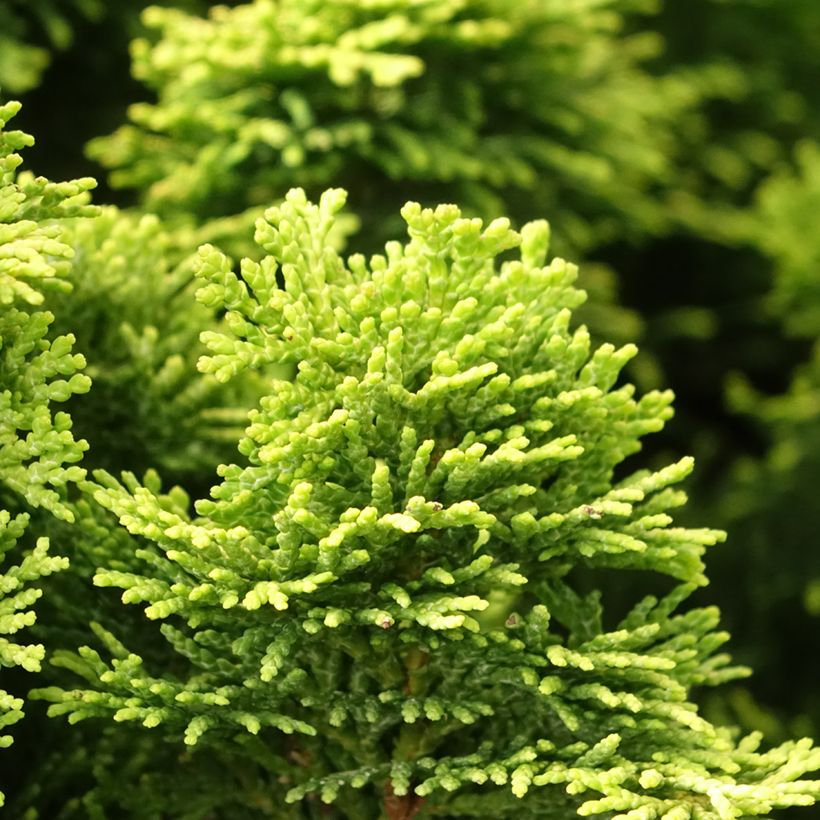 Chamaecyparis obtusa Nana Aurea (Foliage)