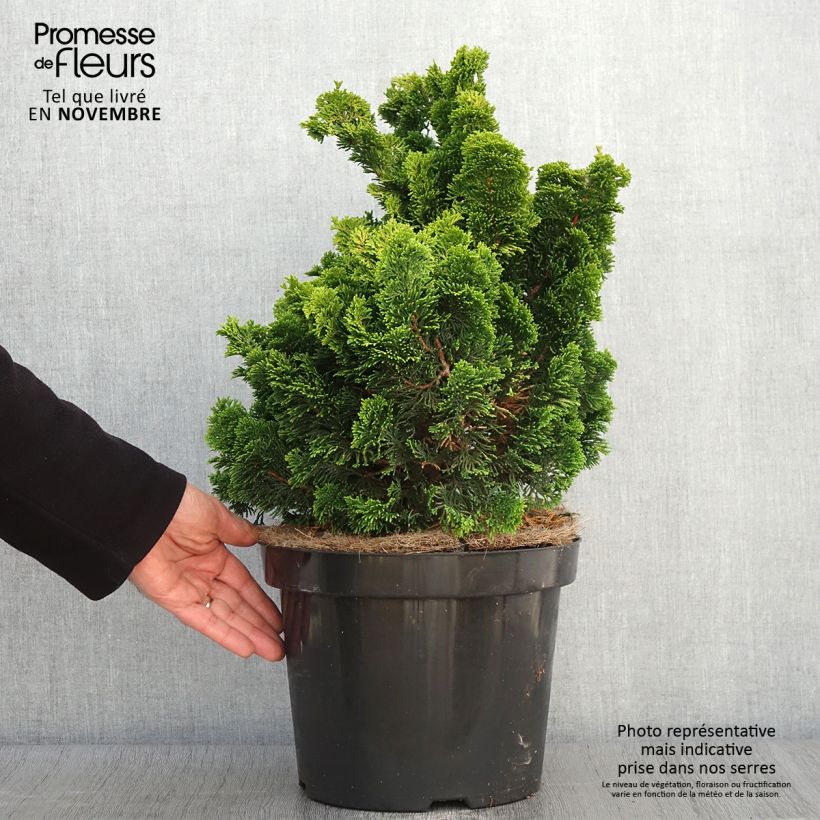 Example of Chamaecyparis obtusa Nana Aurea Topf mit 7,5L/10L as you get in automne