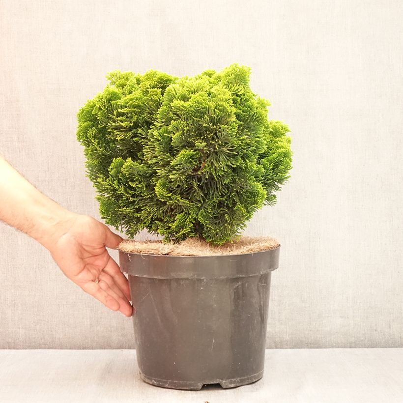 Exemplar von Chamaecyparis obtusa Nana Aurea Topf mit 7,5L/10L, Stamm wie im Sommer geliefert