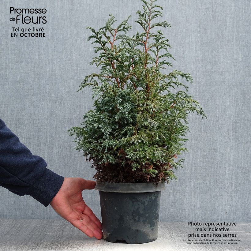 Example of Chamaecyparis pisifera Baby Blue Topf mit 3L/4L as you get in automne