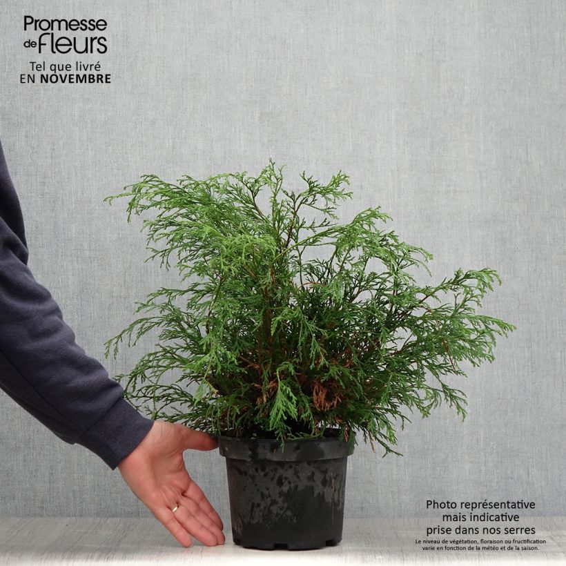Example of Chamaecyparis pisifera Filifera Topf mit 2L/3L as you get in automne