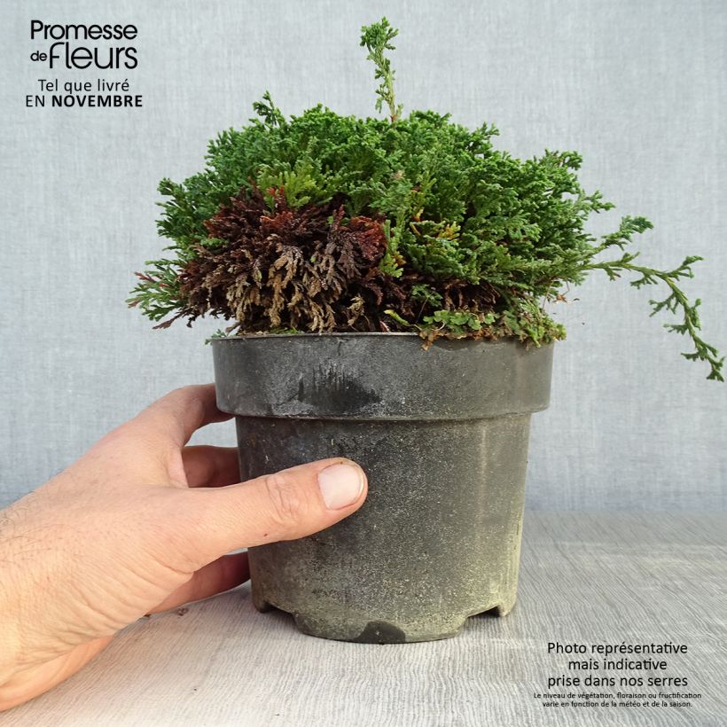 Example of Chamaecyparis pisifera Hime-sawara Topf mit 2L/3L as you get in automne