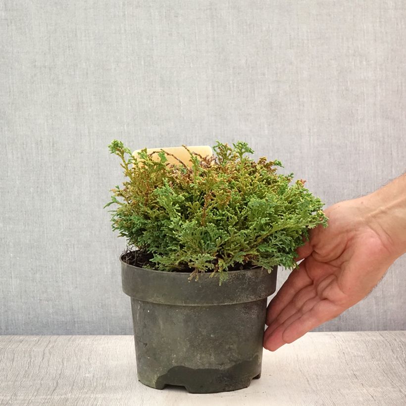 Exemplar von Chamaecyparis pisifera Hime-sawara Topf mit 2L/3L wie im Sommer geliefert