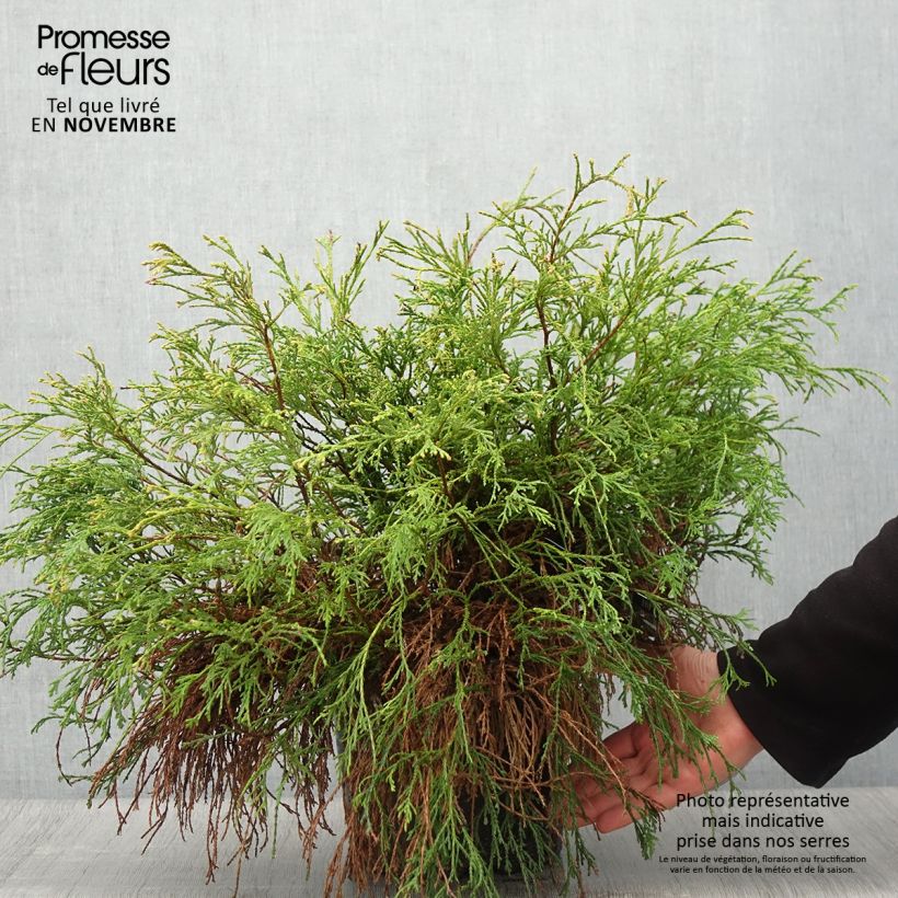 Example of Chamaecyparis pisifera Sungold Topf mit 7,5L/10L as you get in automne