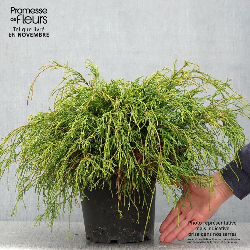 Example of Chamaecyparis pisifera Sungold Topf mit 3L/4L as you get in automne