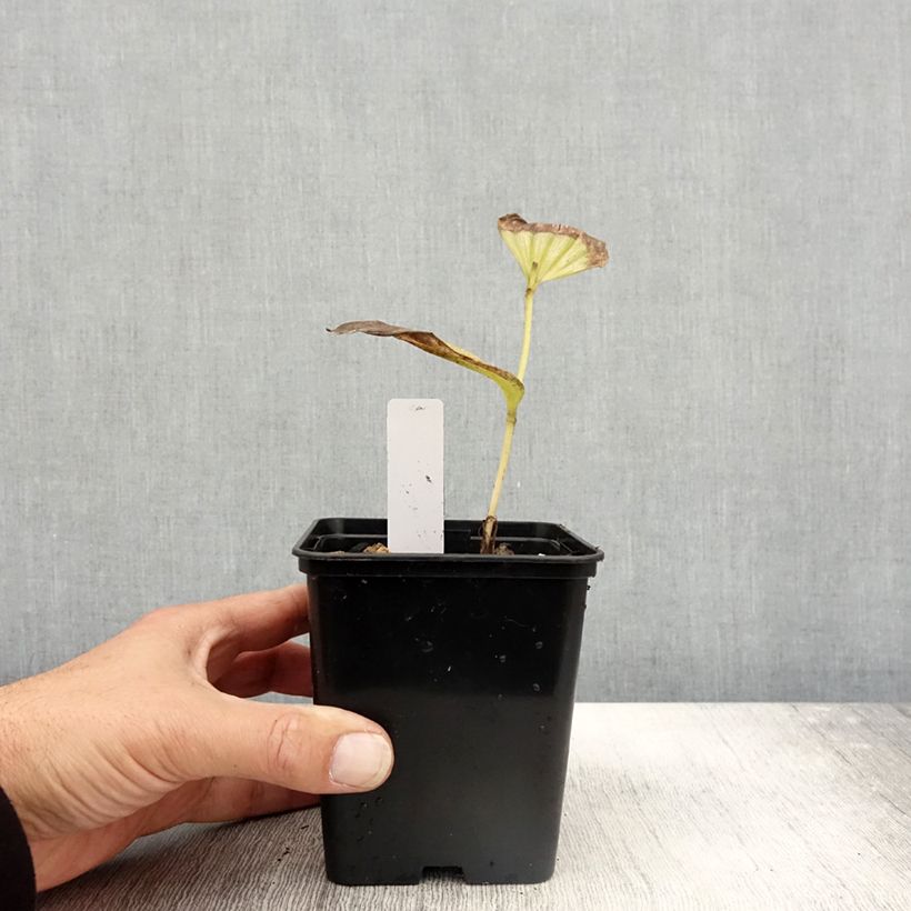 Example of Cypripedium Emil - Frauenschuh Topf mit 1L/1,5L as you get in automne