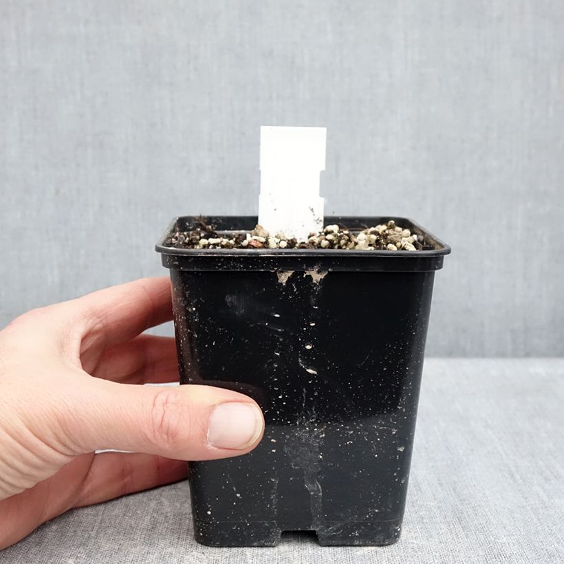 Exemplar von Cypripedium formosanum - Taiwan-Frauenschuh Topf mit 1L/1,5L wie im Winter geliefert