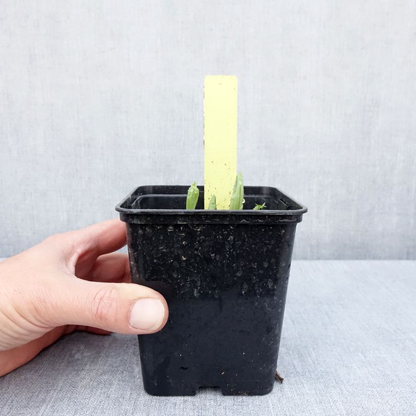 Exemplar von Cypripedium Otto - Frauenschuh Topf mit 1L/1,5L wie im Frühjahr geliefert