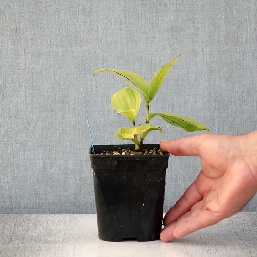 Example of Cypripedium reginae - Königin-Frauenschuh Topf mit 1L/1,5L as you get in ete