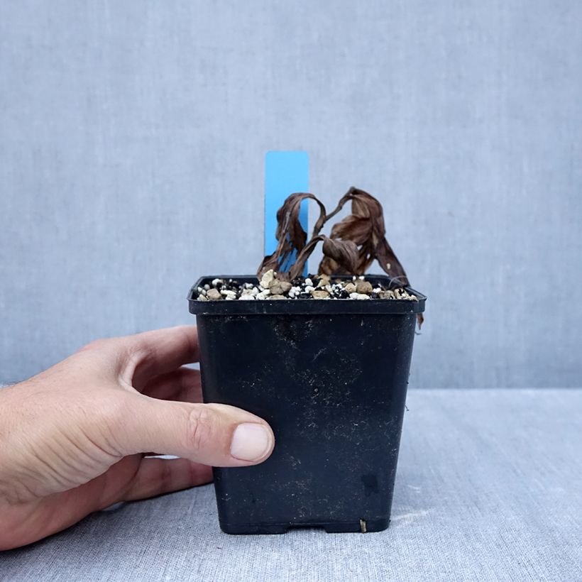 Exemplar von Cypripedium Sabine Pastel - Frauenschuh Topf mit 1L/1,5L wie im Herbst geliefert