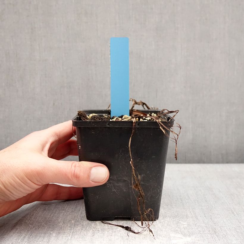 Exemplar von Cypripedium Sabine Pastel - Frauenschuh Topf mit 1L/1,5L wie im Winter geliefert