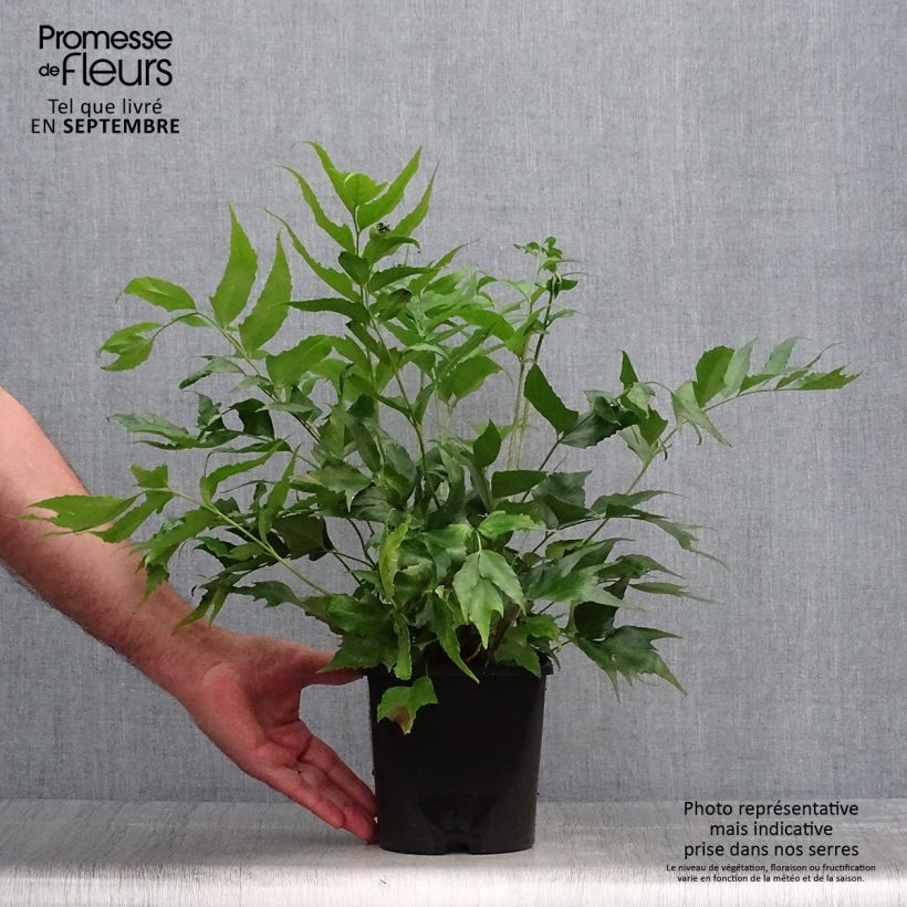 Example of Cyrtomium falcatum - Mond-Sichelfarn Topf mit 2L/3L as you get in automne
